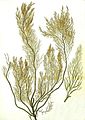 Tavola tratta da Greville (1827b)